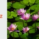 Blühende rosa Wasserlilien zwischen grünen Blättern im Wasser spiegeln meditative Ruhe und Achtsamkeit wider.